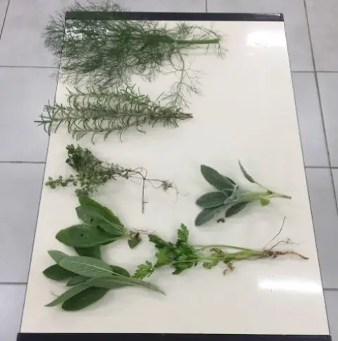 EcoFABE debateu diferentes assuntos na oitava edição